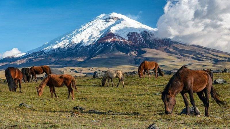 Cotopaxi National Park just off the Pan-American Highway