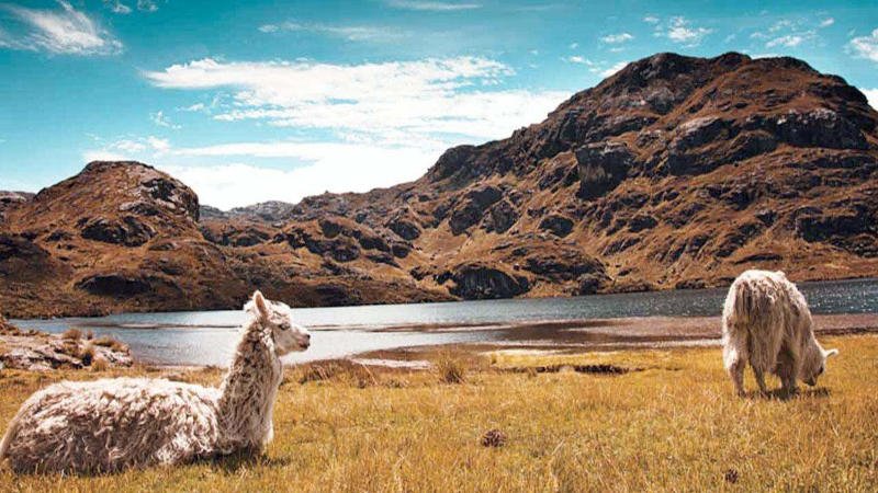 Cajas National Park Ecuador