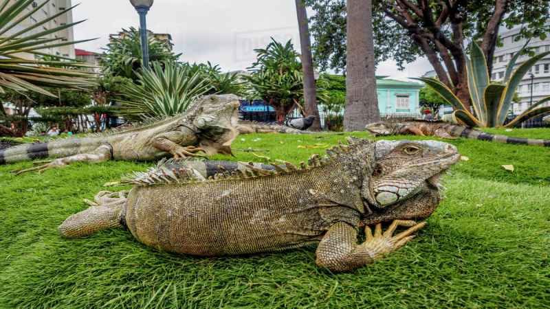 iguana park ecuador guayaquil all you need is ecuador