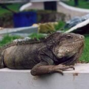 iguana park ecuador guayaquil all you need is ecuador