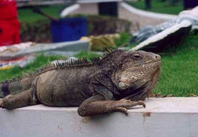 iguana park ecuador guayaquil all you need is ecuador